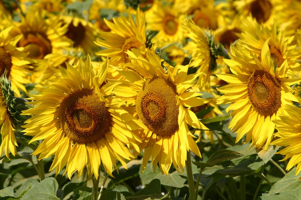 The Sunflower Fields of the Czech Republic | Tres Bohemes