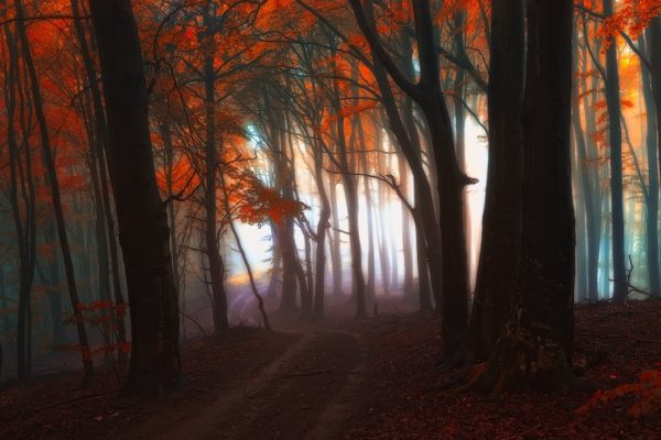 Walking the Foggy Paths in a Czech Forest - Photographs by Janek Sedlar